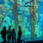 Birch Aquarium at Scripps