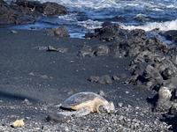 Punalu'u Black Sand Beach