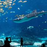 Georgia Aquarium