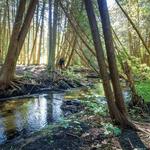 Leo Creek Preserve