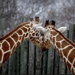 The Maryland Zoo in Baltimore