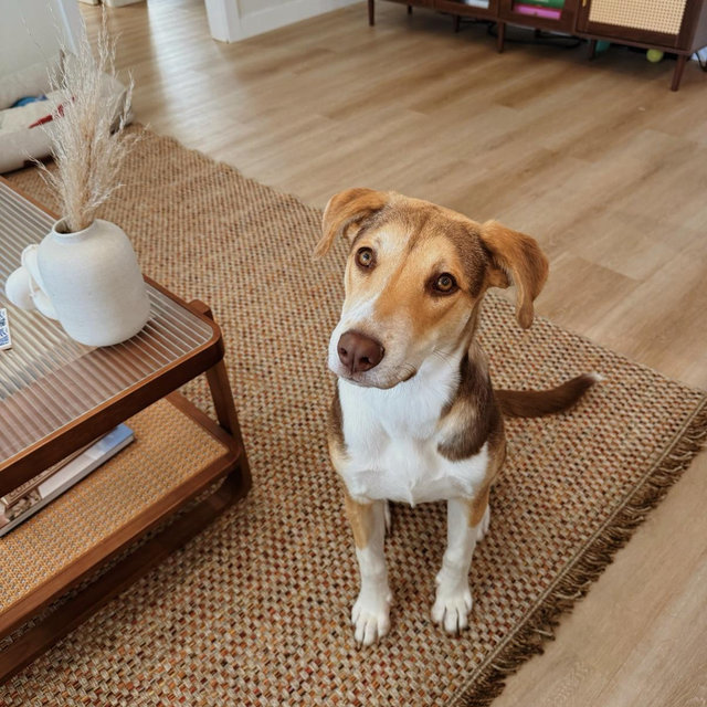 Sunny’s Treat Fund
