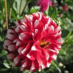 Luther Burbank Home & Gardens