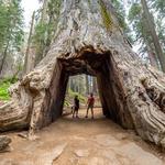 Tuolumne Sequoia Grove