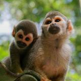 Monkey Jungle