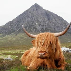 Our Honeymoon in Scotland