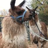 Llama Encounter