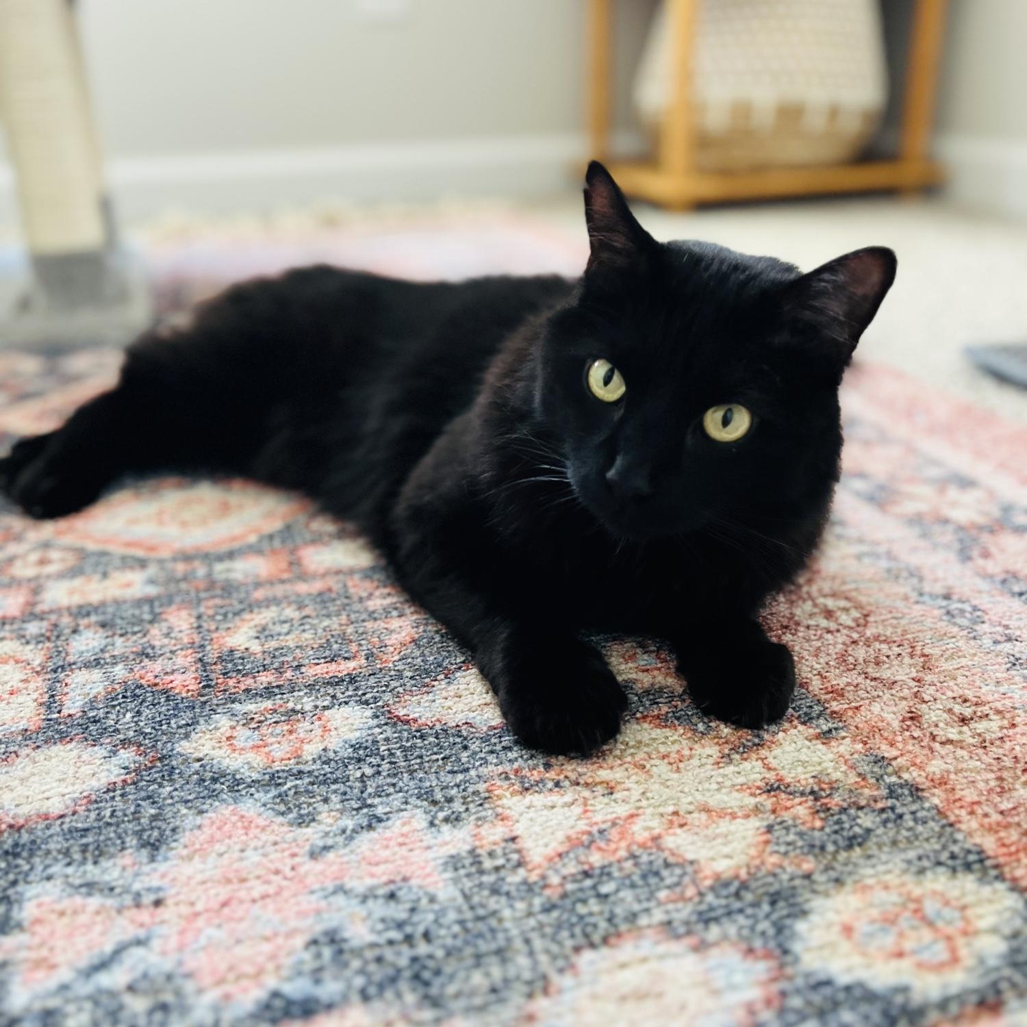 Toothless chilling with mom while dad was in Scotland!