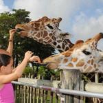 Zoo Miami