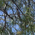 Tohono Chul | Gardens, Galleries, and Bistro