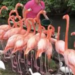 Sarasota Jungle Gardens