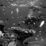 Phuket Scuba Diving