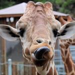 San Antonio Zoo