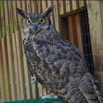 Cascades Raptor Center