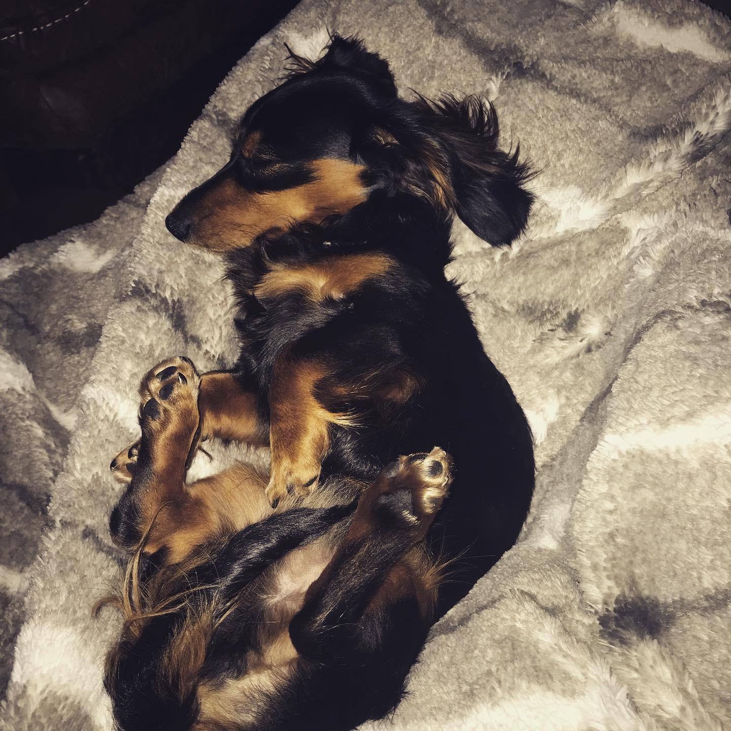 Ruff day.