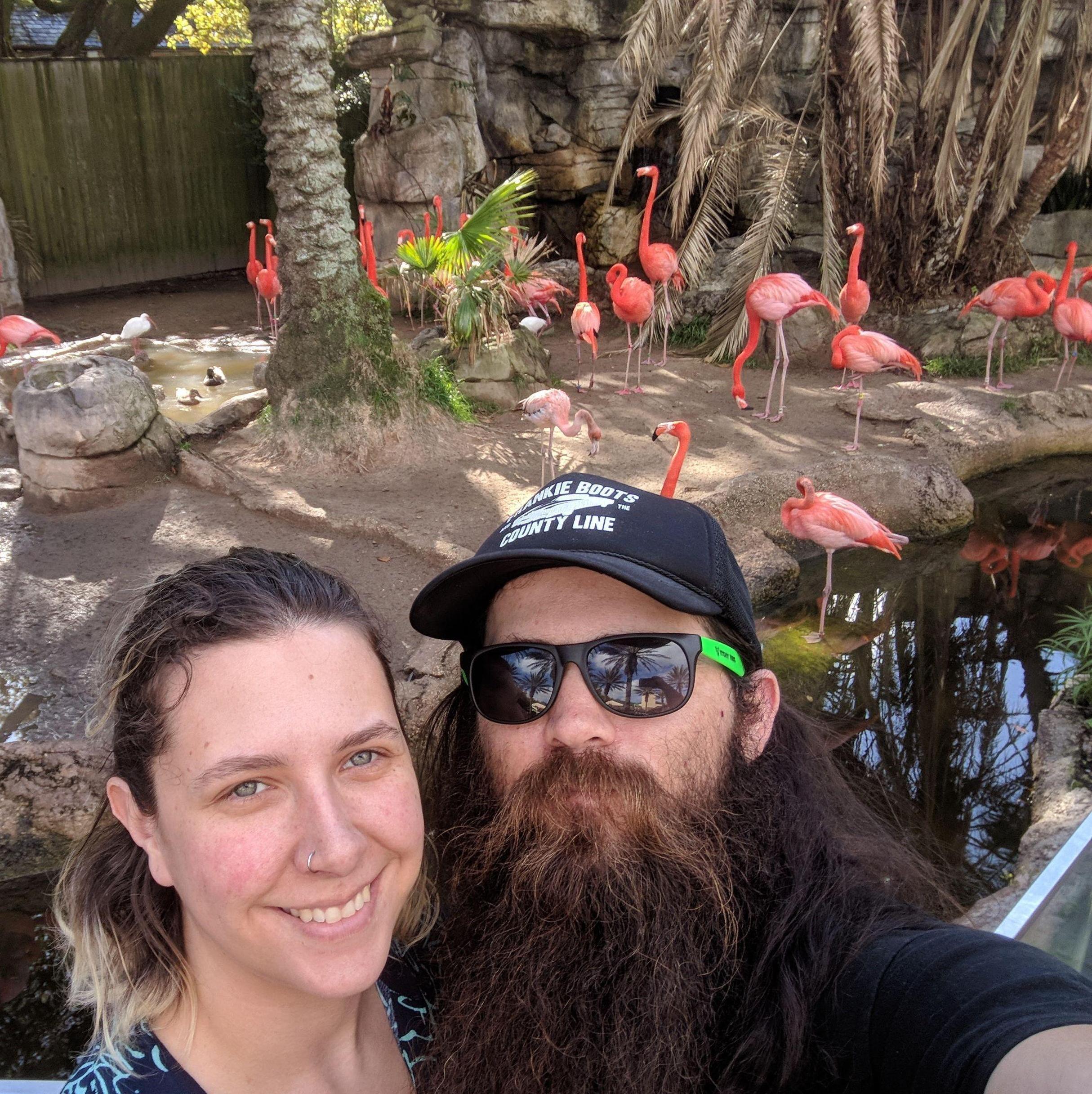 Carribean Flamingos at the Audubon Zoo in New Orleans.