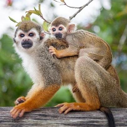 MonkeyLand Tour - Punta Cana