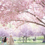 Brooklyn Botanic Garden