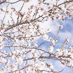 Anacosta Riverwalk Trail