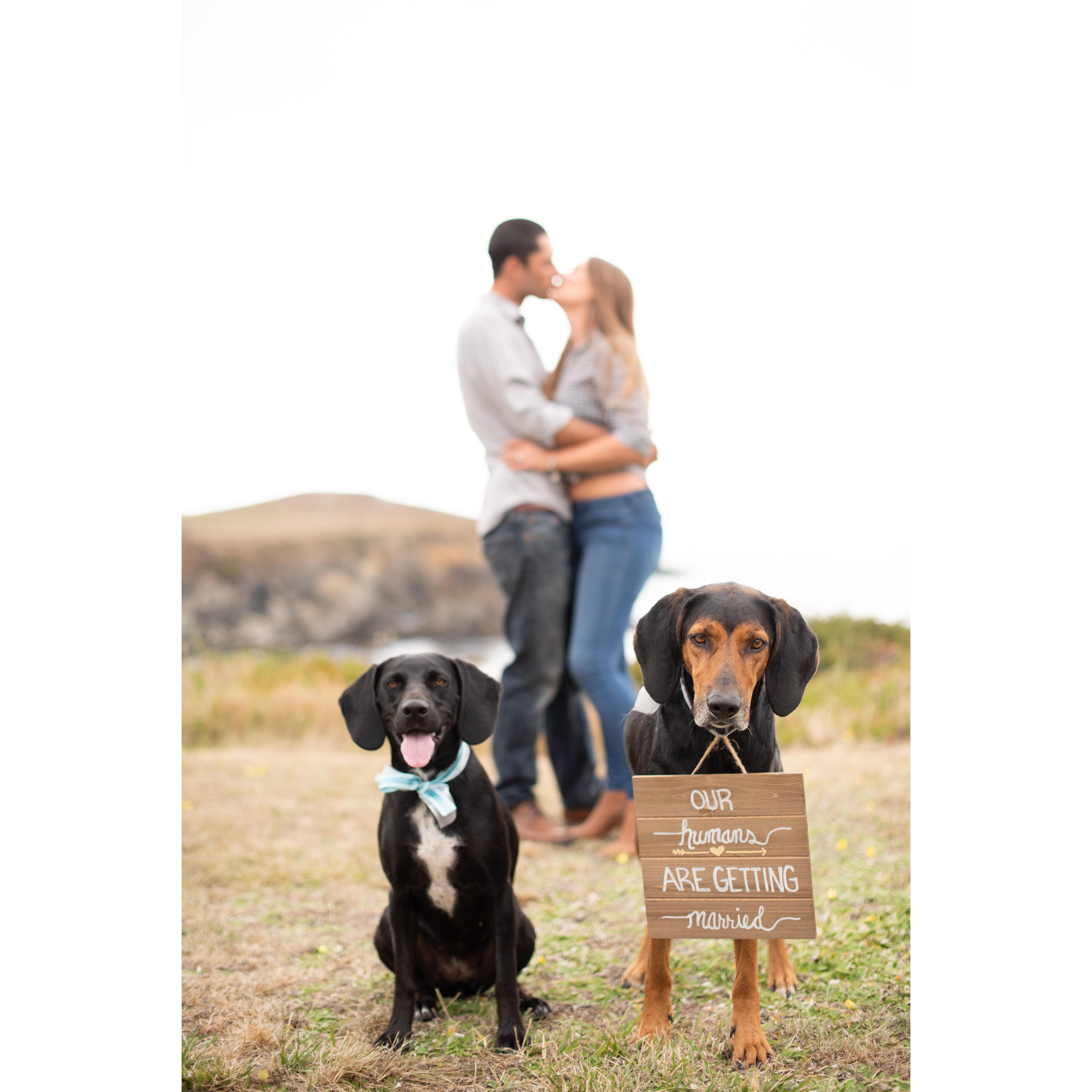 Engagment Photos- Our babies Penelope May and Ruger Buddy