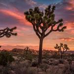 Joshua Tree National Park