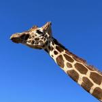 Fossil Rim Wildlife Center