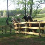 Divine Llama Vineyards