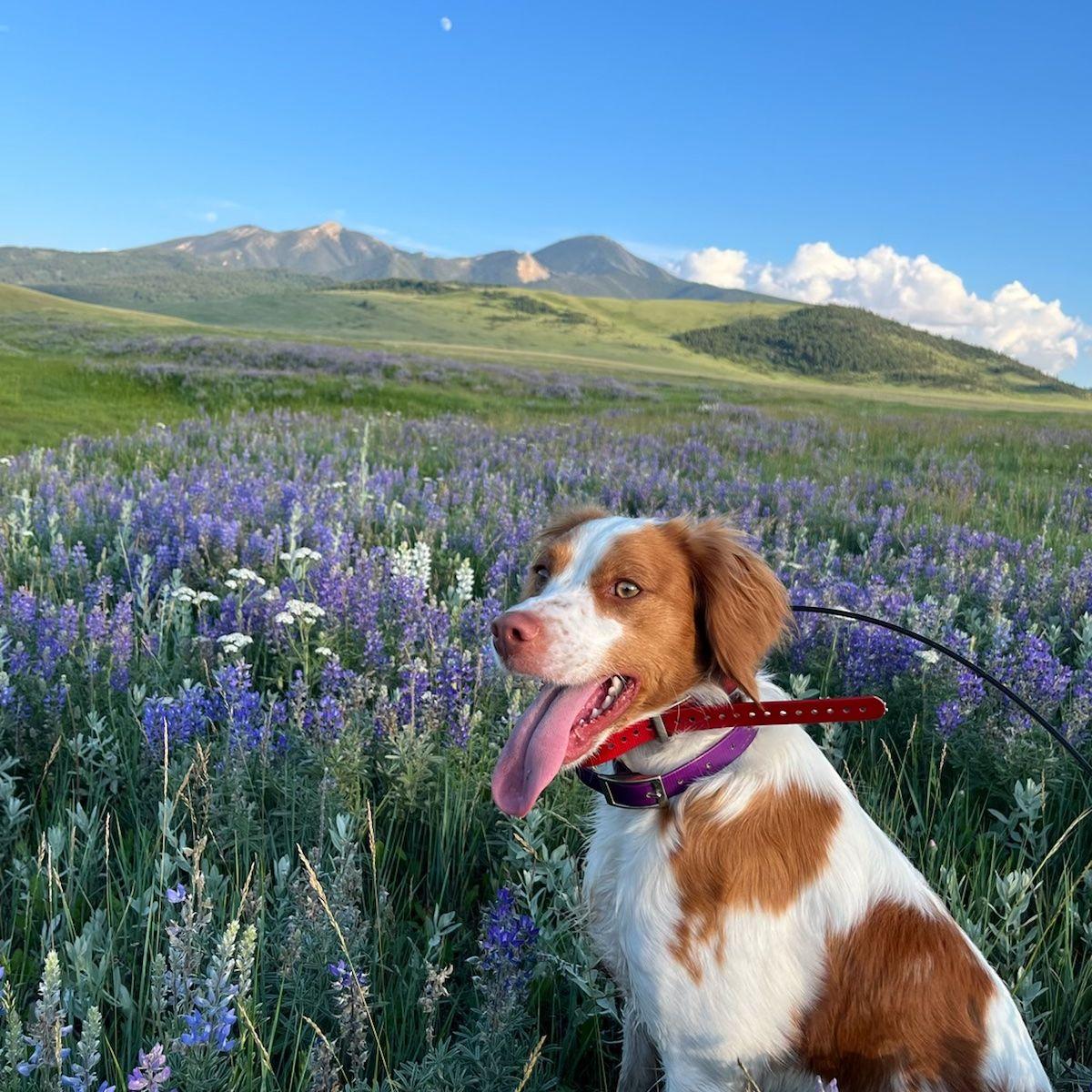 Typha behind the House within view of Livingston Peak