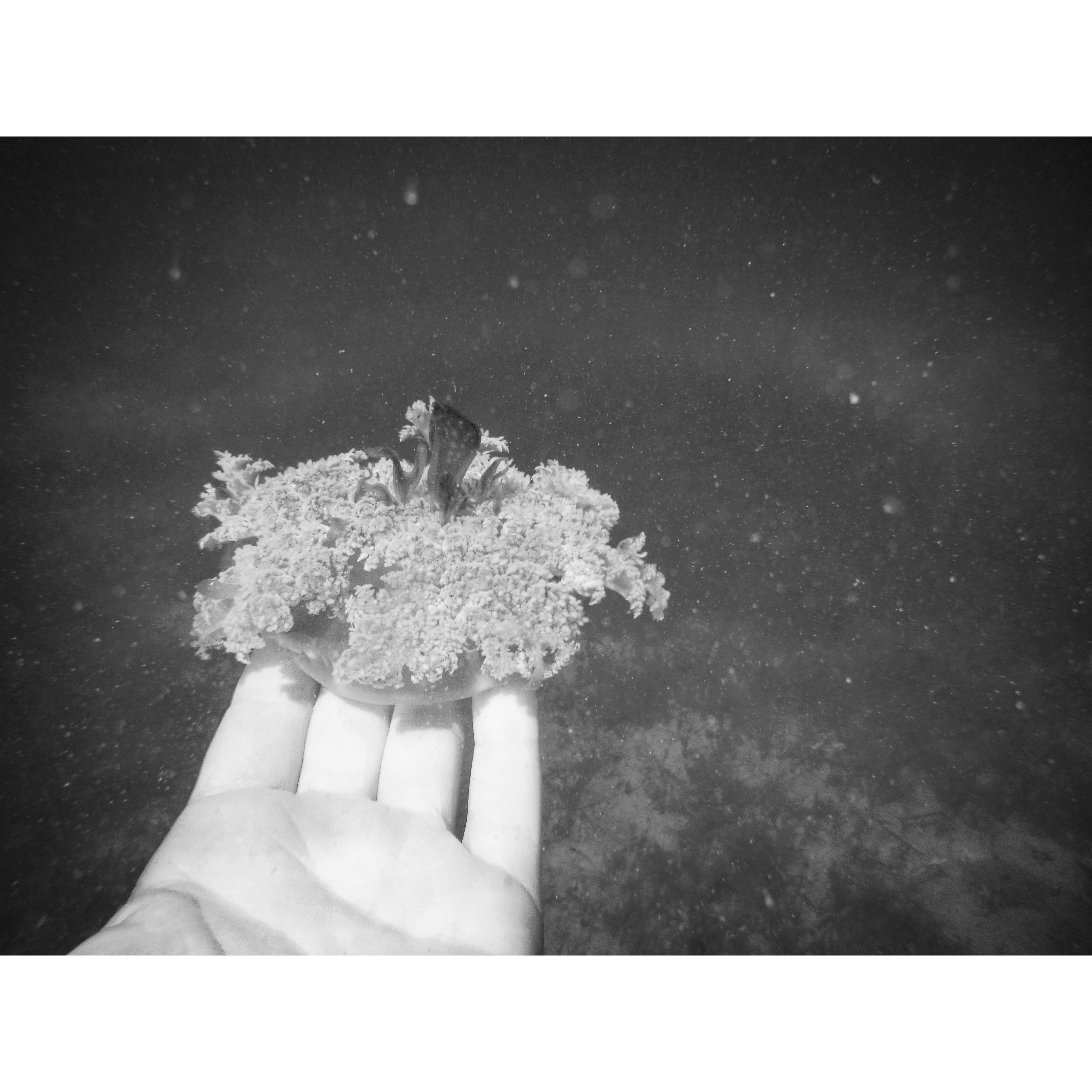 Non-poisonous jellfish