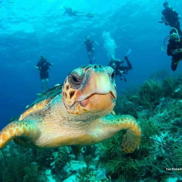 Scuba diving at turtle beach