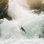 Salmon Cascades
