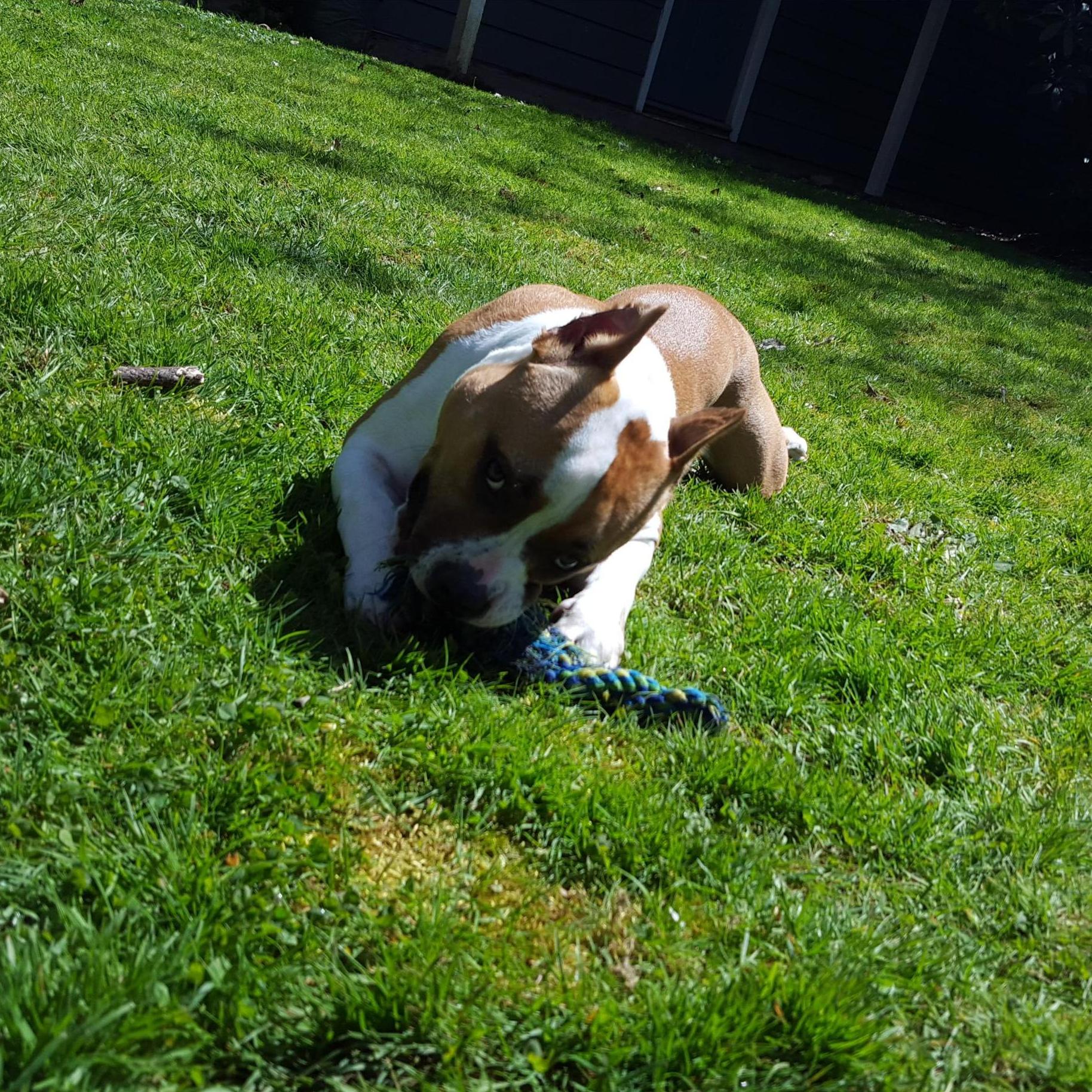 Lyla - our FIRST pup