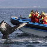 Gentle Giants - Husavik Whale Watching
