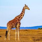 Cheyenne Mountain Zoo