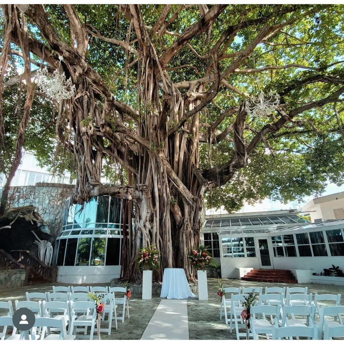 Banyan Tree