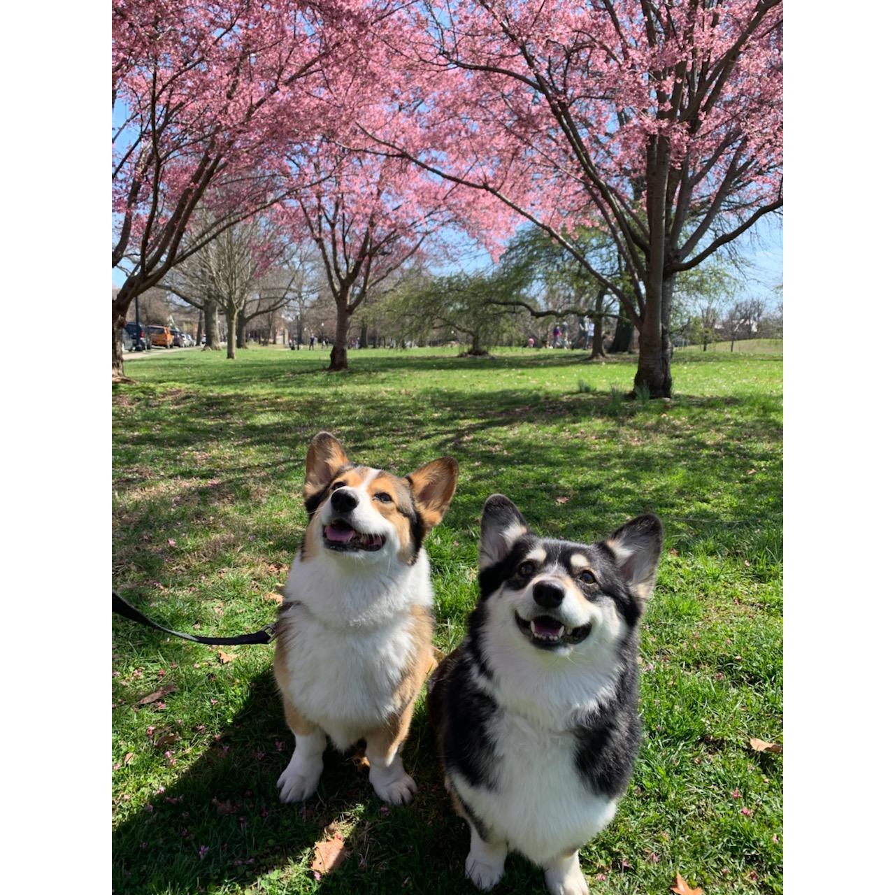 Our fur babies. Doobu & Bori.