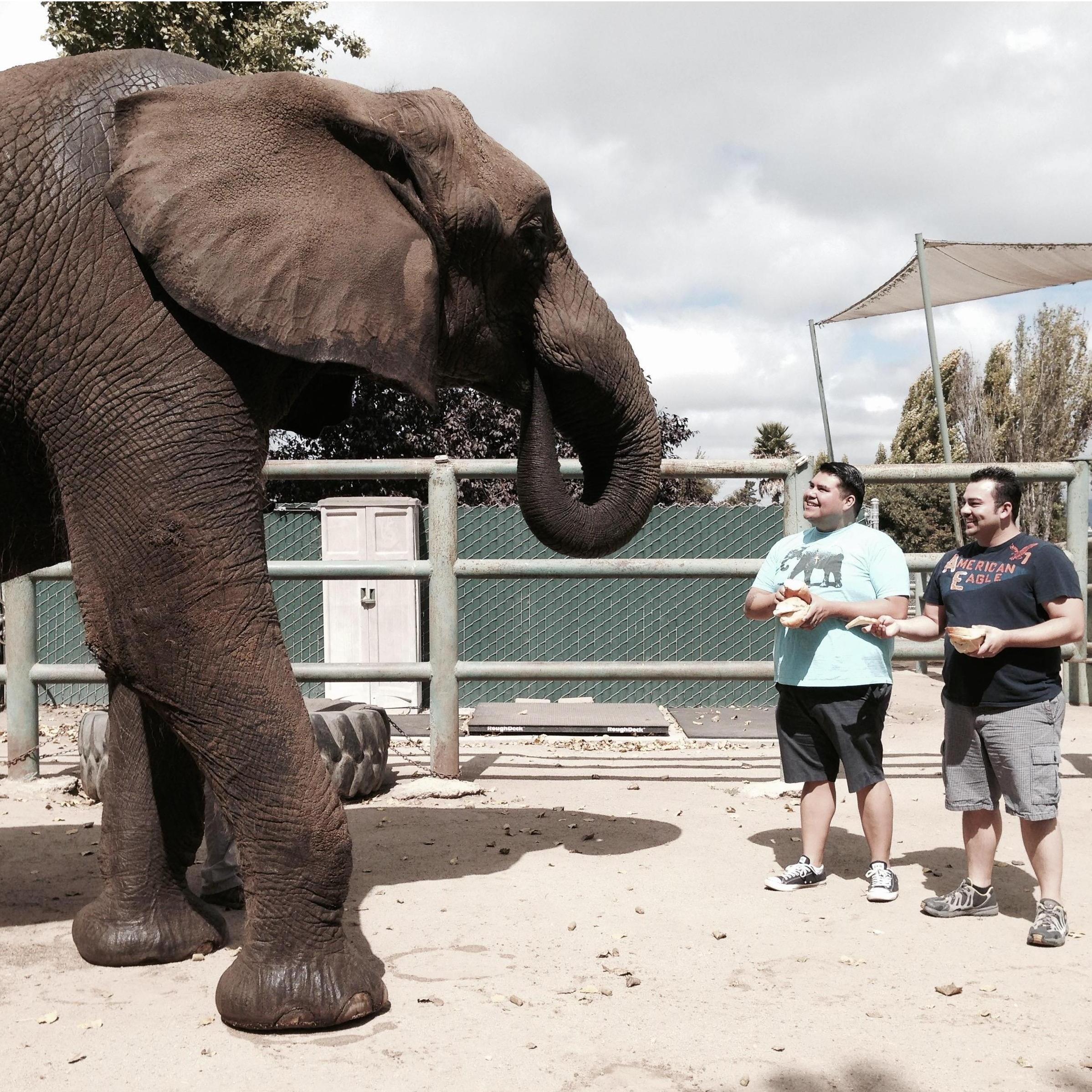 Alex' Birthday at the Elephant Sanctuary - 2013