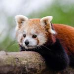 Greenville Zoo