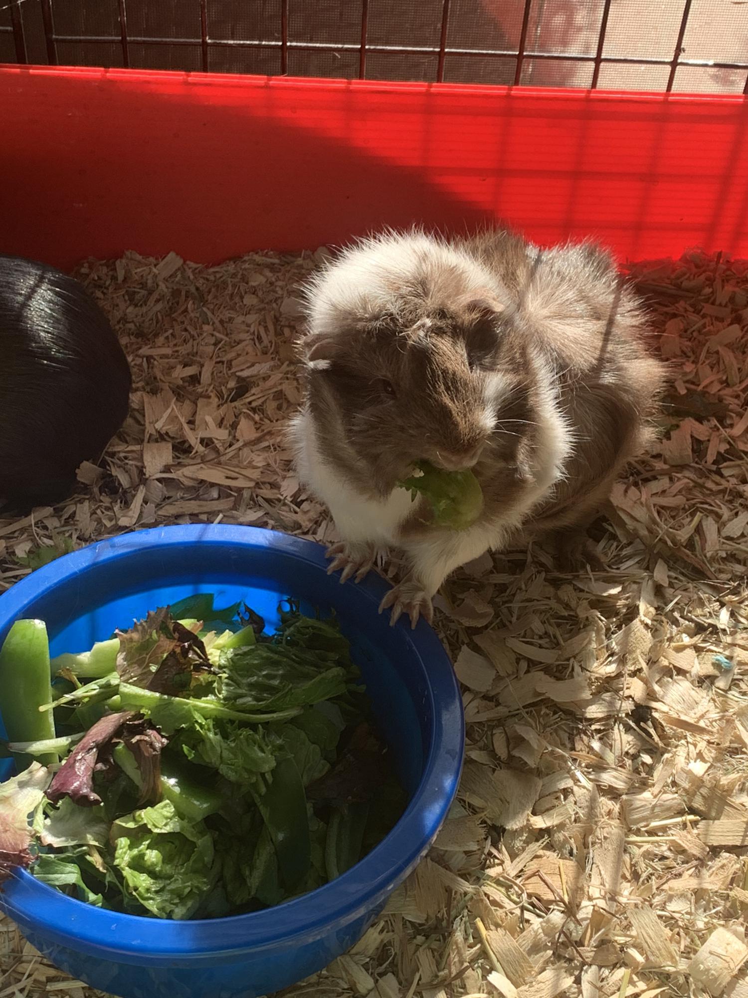 Our fourth piggie, Peppa ‘Mint’ Julian.