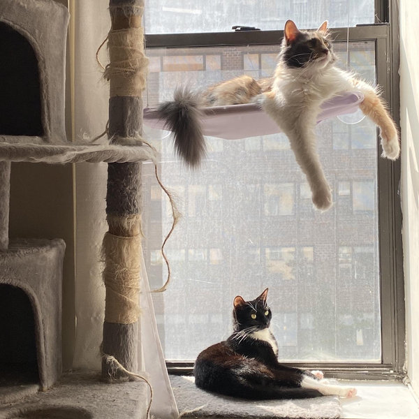 Catsitter Fund