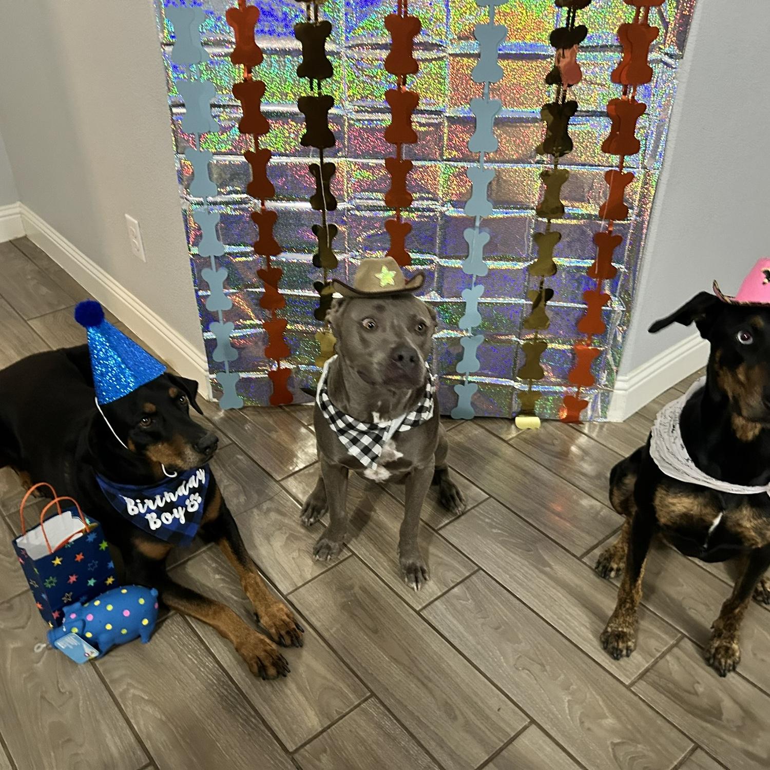Our kiddos (: Maui , Moana and Chinto
Nuestros perrijos Maui, Moana y Chinto