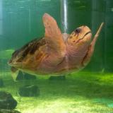 Sea Turtle, Inc.  Visit a sea turtle rescue hospital and conservation center for marine life
