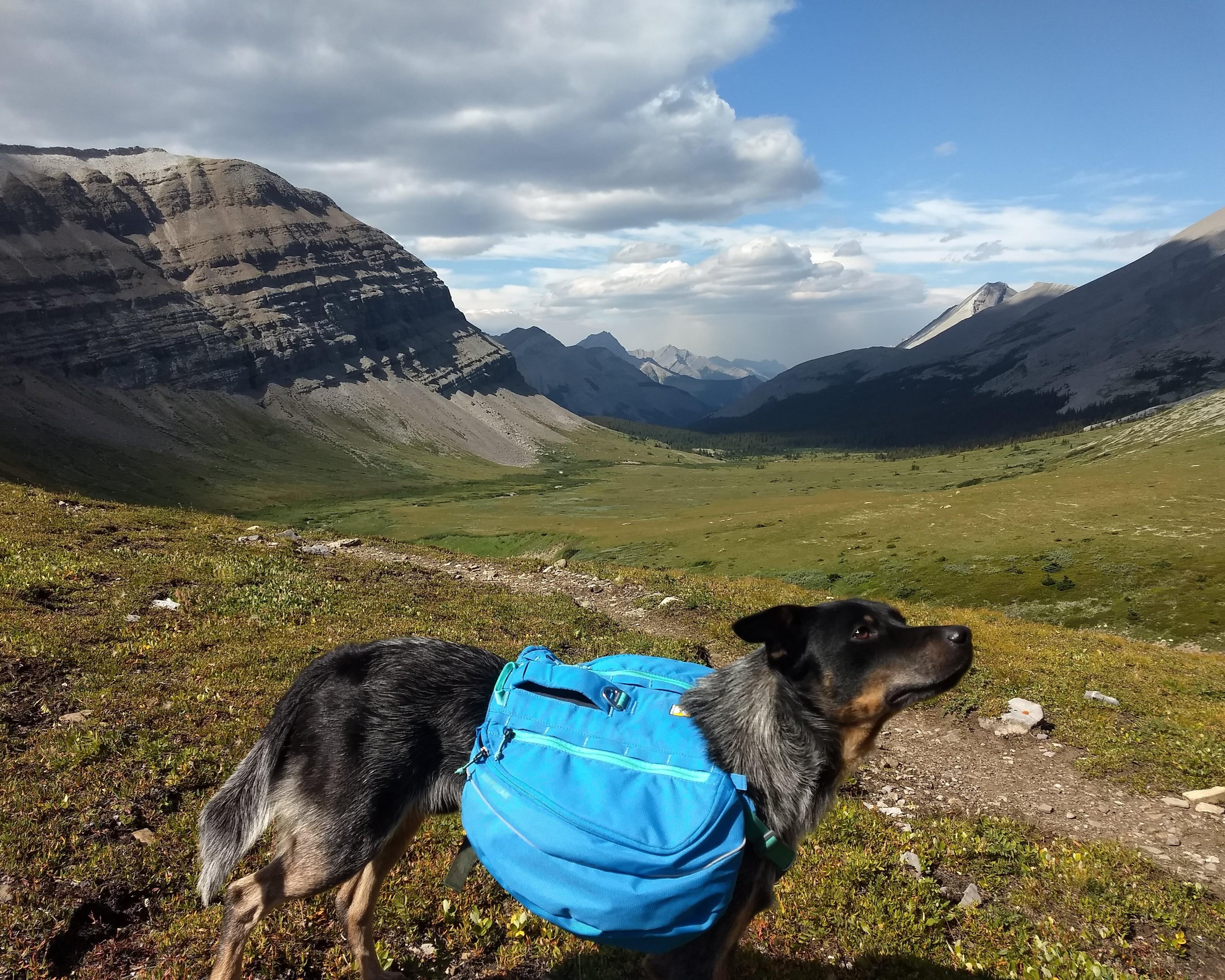 The Wedding Website of Dylan McIlvenny and Chime Dolkar