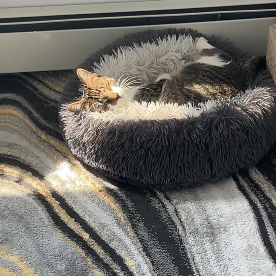 Our precious fur baby, Brunson!