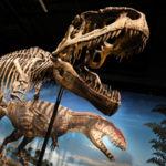 Denver Museum of Nature & Science