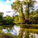 Sabal Palm Sanctuary