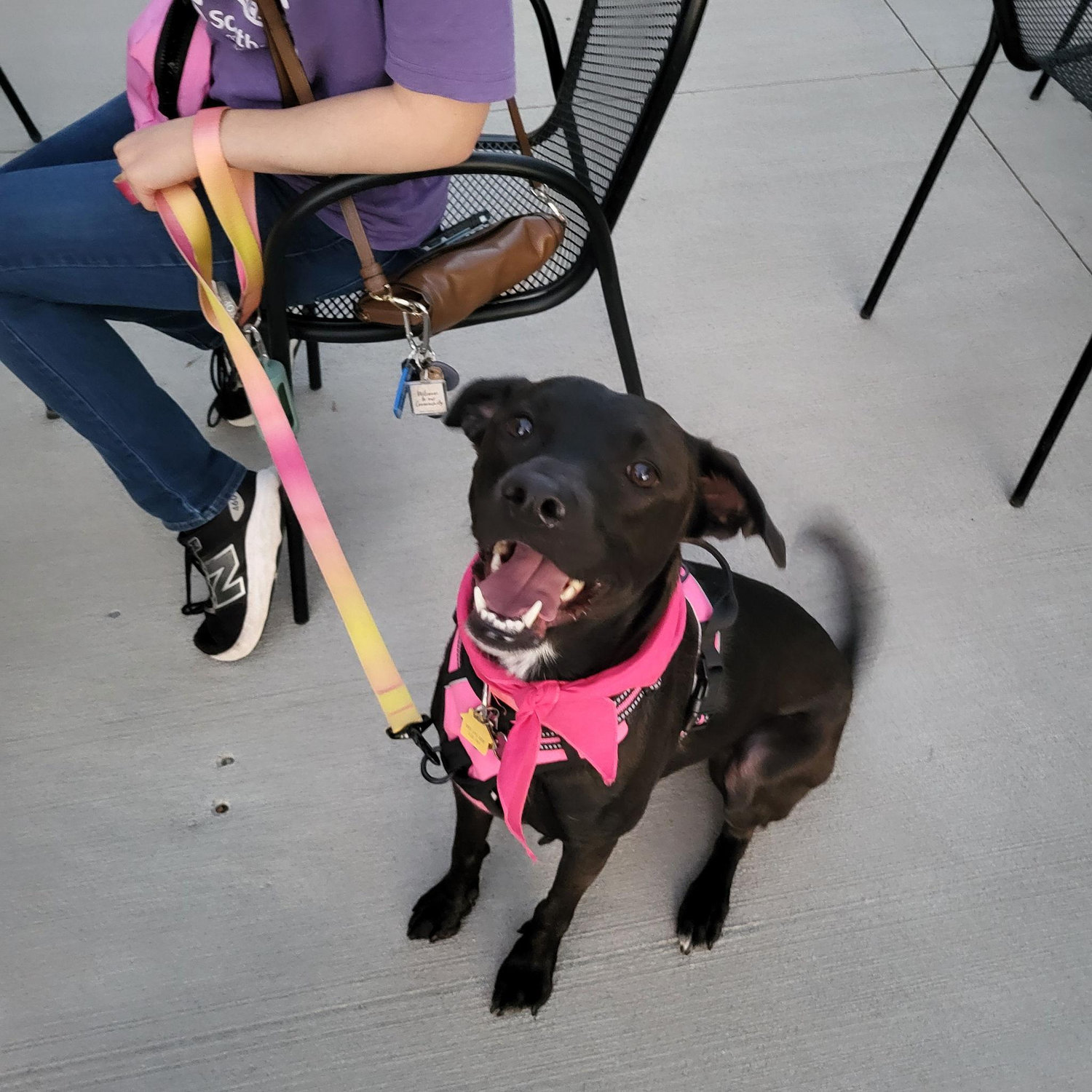 Nyla is doing well learning her good girl manners.