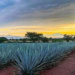 Campos de Agave