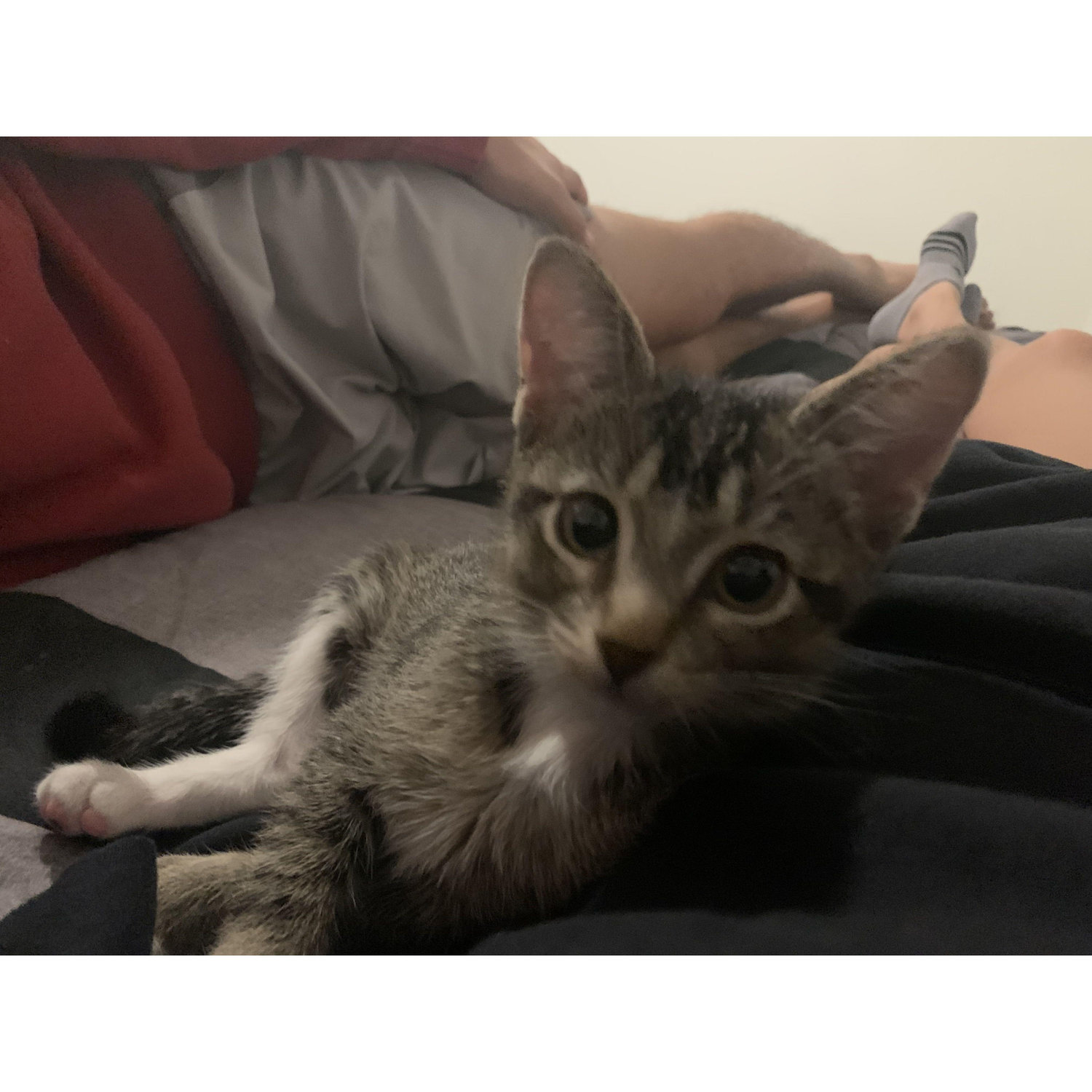 This is Tofu! We got her from a shelter in Norman, Ok, in 2021!