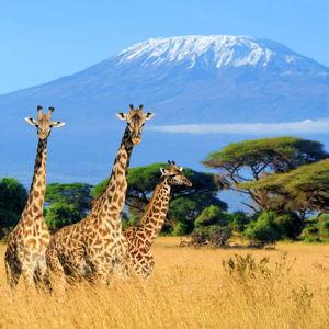 Mt. Kilimanjaro